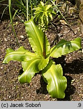 Eucomis bicolor (eukomis dwubarwny)