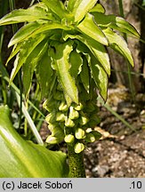 Eucomis bicolor (eukomis dwubarwny)