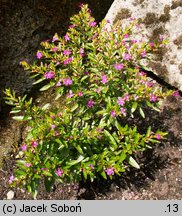 Cuphea hyssopifolia (kufea hyzopolistna)