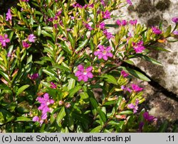 Cuphea hyssopifolia (kufea hyzopolistna)