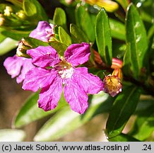 Cuphea hyssopifolia (kufea hyzopolistna)