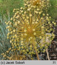 Allium hollandicum (czosnek holenderski)