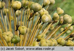Allium hollandicum (czosnek holenderski)