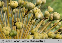 Allium hollandicum (czosnek holenderski)