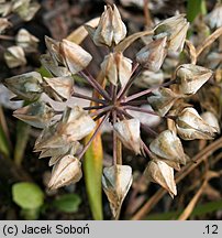 Allium oreophilum (czosnek Ostrowskiego)