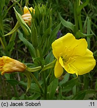 Oenothera biennis (wiesiołek dwuletni)