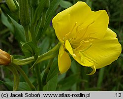 Oenothera biennis (wiesiołek dwuletni)