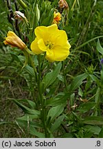 Oenothera biennis (wiesiołek dwuletni)