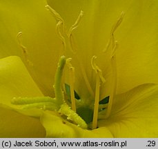 Oenothera biennis (wiesiołek dwuletni)