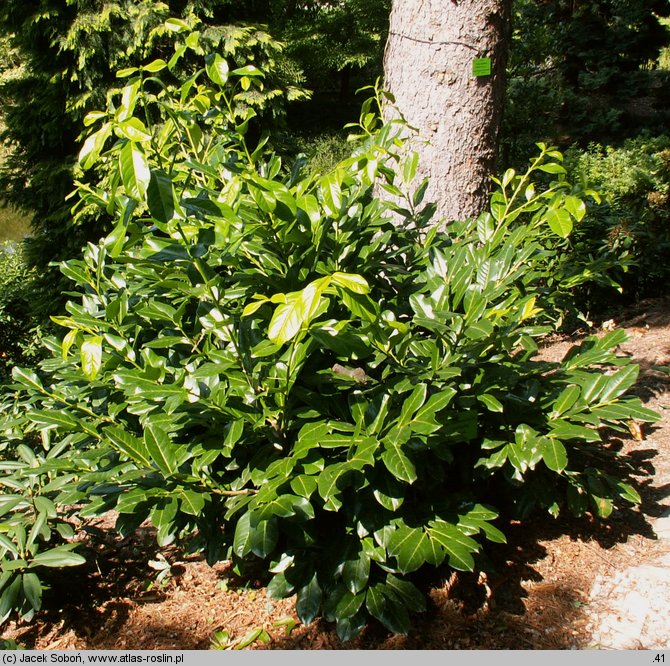 Prunus laurocerasus Rotundifolia