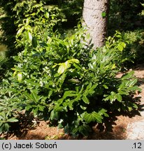 Prunus laurocerasus Rotundifolia