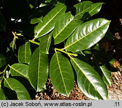 Prunus laurocerasus Rotundifolia