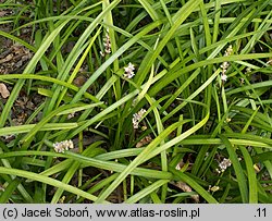 Liriope spicata