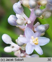 Liriope spicata (liriope kłosowate)