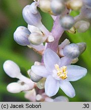 Liriope spicata