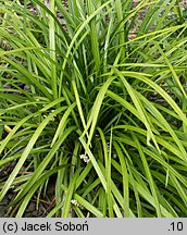 Liriope spicata