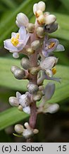 Liriope spicata