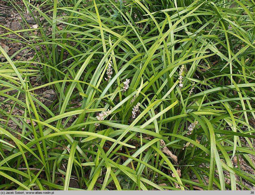 Liriope spicata (liriope kłosowate)