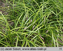 Liriope spicata