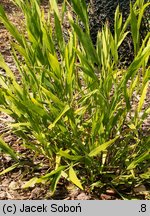 Chasmanthium latifolium (obiedka szerokolistna)