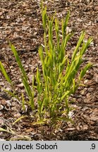 Chasmanthium latifolium (obiedka szerokolistna)