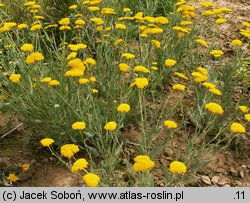 Achillea Coronation Gold