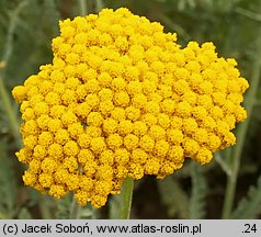 Achillea Coronation Gold