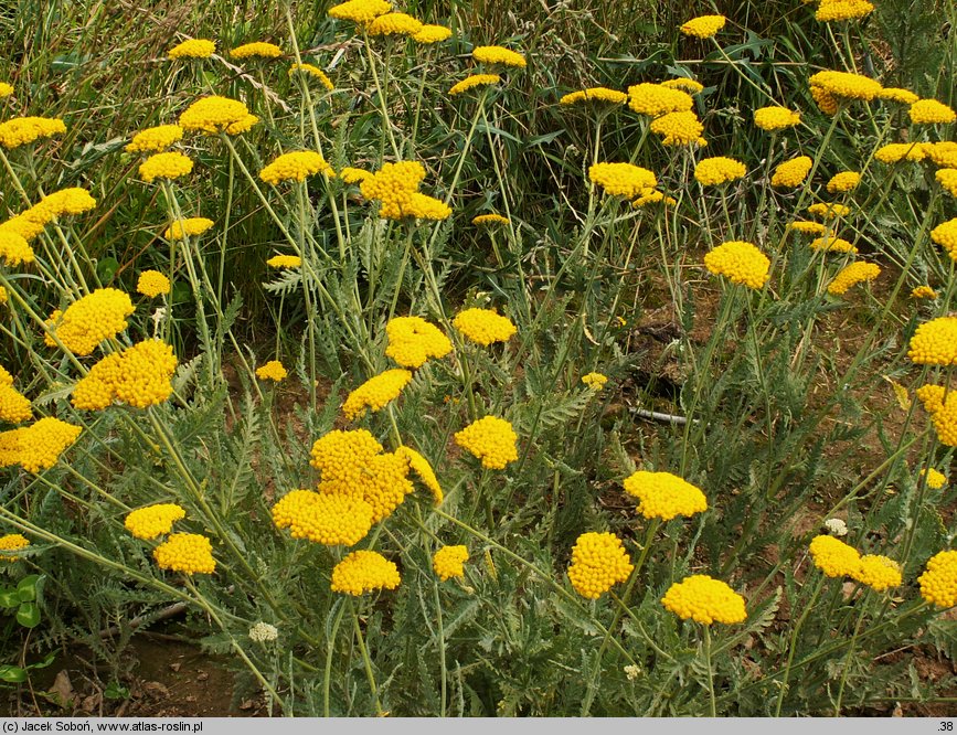 Achillea Coronation Gold