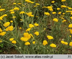 Achillea Coronation Gold