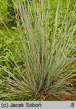 Schizachyrium scoparium (palczatka miotlasta)