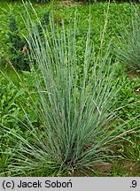 Schizachyrium scoparium (palczatka miotlasta)