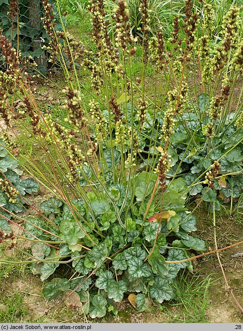 Heuchera Mint Frost