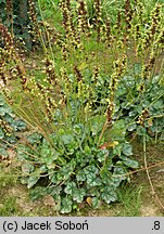 Heuchera Mint Frost