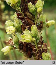 Heuchera Mint Frost