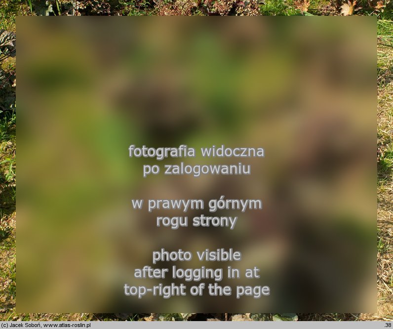 Heuchera villosa (żurawka owłosiona)
