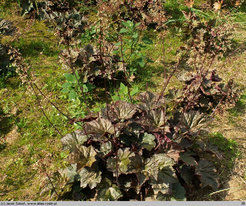 Heuchera villosa (żurawka owłosiona)