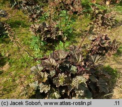 Heuchera villosa (żurawka owłosiona)