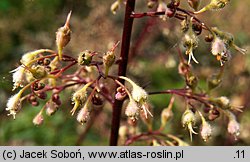 Heuchera villosa (żurawka owłosiona)