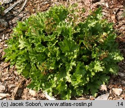 Heuchera Strawberry Swirl