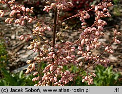 Heuchera Strawberry Swirl