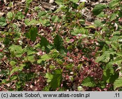 Rubus microphyllus (jeżyna drobnolistna)