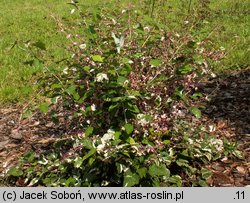 Rubus microphyllus (jeżyna drobnolistna)