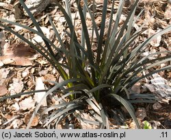 Ophiopogon planiscapus (konwalnik płaskopędowy)