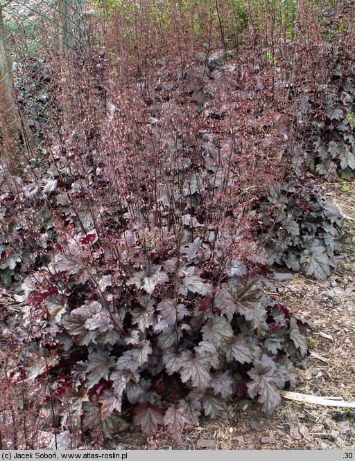 Heuchera Plum Pudding