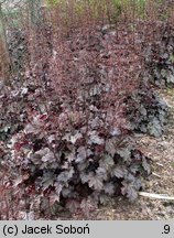 Heuchera Plum Pudding