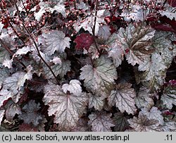 Heuchera Plum Pudding