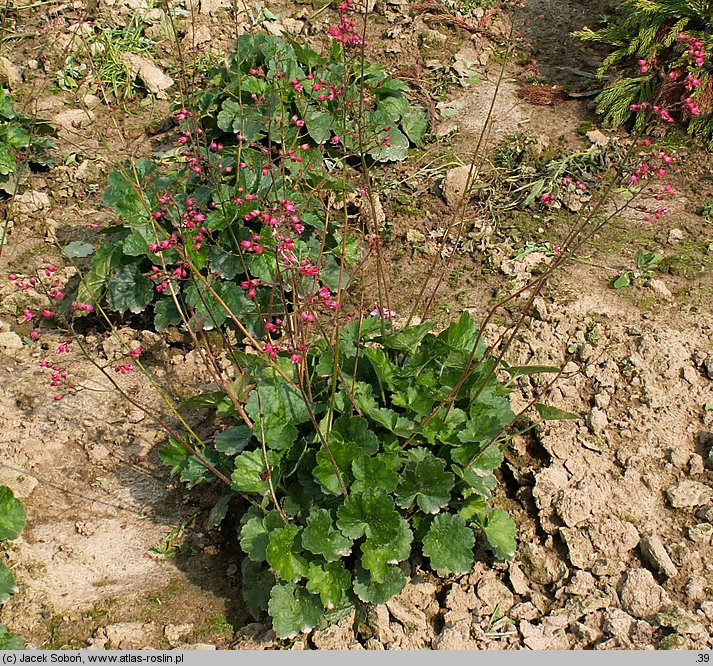 Heuchera Red Spangles