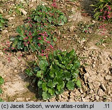 Heuchera Red Spangles