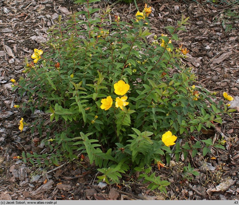 Hypericum cv. Hidcote (dziurawiec 'Hidcote')
