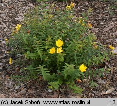 Hypericum ‘Hidcote’ (dziurawiec 'Hidcote')